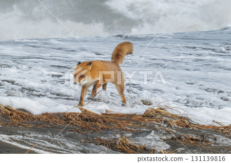 北方狐狸兄弟撐過了嚴冬 北方狐狸兄弟撐過了嚴冬 131139816
