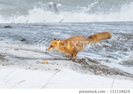 北方狐狸兄弟撐過了嚴冬 131139829