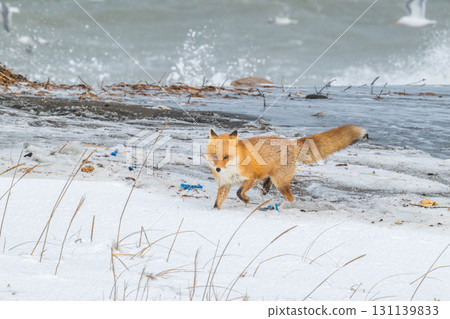 北方狐狸兄弟撐過了嚴冬 131139833