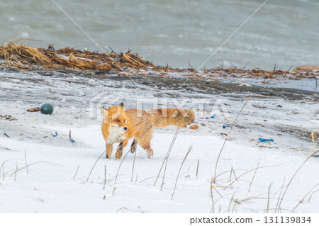 北方狐狸兄弟撐過了嚴冬 131139834