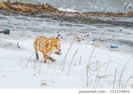 Northern fox brothers survive the harsh winter Northern fox brothers survive the harsh winter 131139841