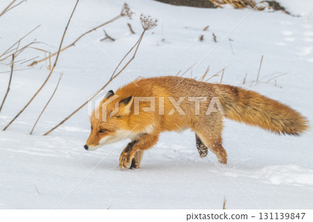 Northern fox brothers survive the harsh winter Northern fox brothers survive the harsh winter 131139847
