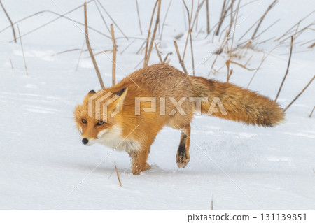 北方狐狸兄弟撐過了嚴冬 北方狐狸兄弟撐過了嚴冬 131139851