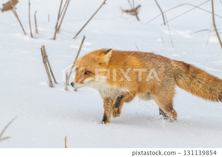 北方狐狸兄弟撐過了嚴冬 131139854