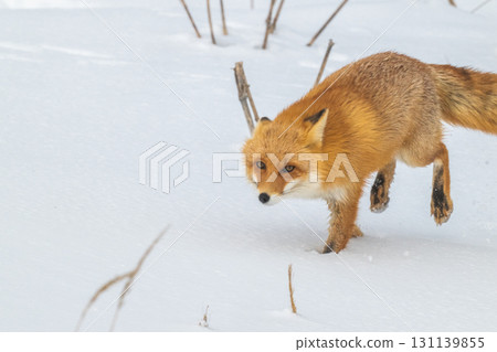 北方狐狸兄弟撐過了嚴冬 131139855