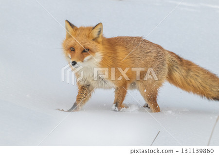 北方狐狸兄弟撐過了嚴冬 131139860