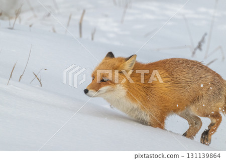Northern fox brothers survive the harsh winter 131139864