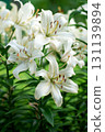 Creamy white lilies blooming in clustered stems and foliage 131139894