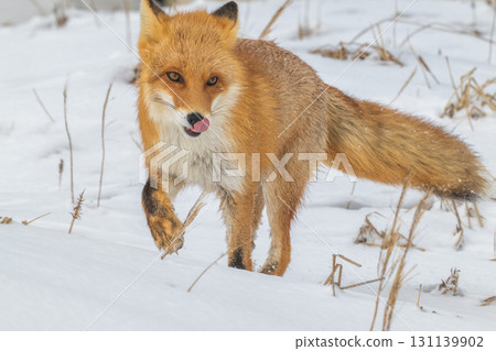 北方狐狸兄弟撐過了嚴冬 131139902