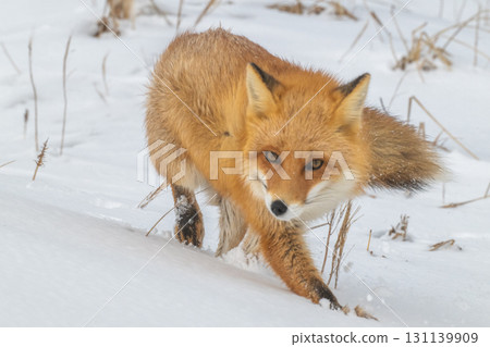 Northern fox brothers survive the harsh winter 131139909
