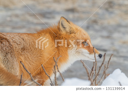 Northern fox brothers survive the harsh winter 131139914