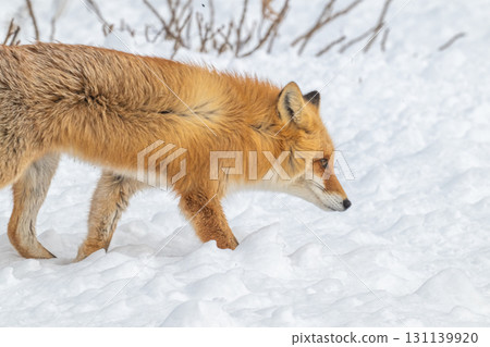 Northern fox brothers survive the harsh winter 131139920