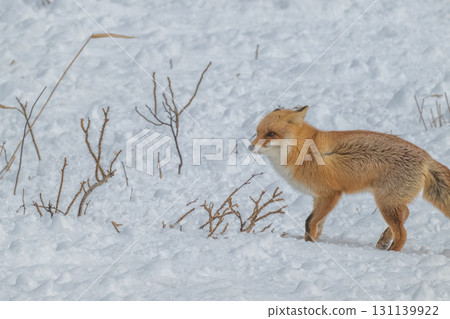 Northern fox brothers survive the harsh winter 131139922