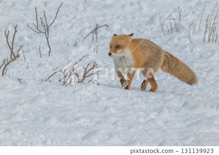 Northern fox brothers survive the harsh winter 131139923