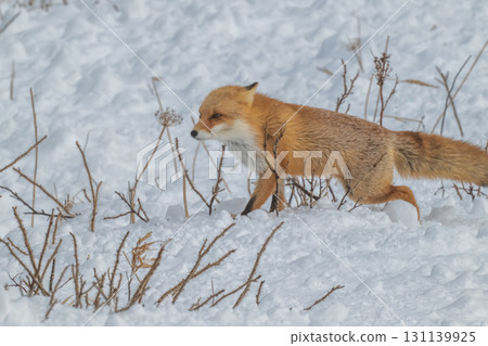 北方狐狸兄弟撐過了嚴冬 131139925