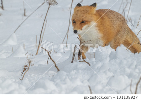北方狐狸兄弟撐過了嚴冬 131139927