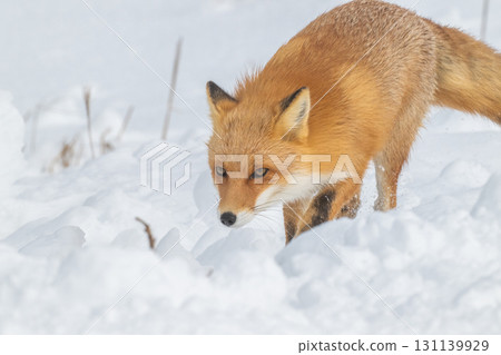 Northern fox brothers survive the harsh winter 131139929