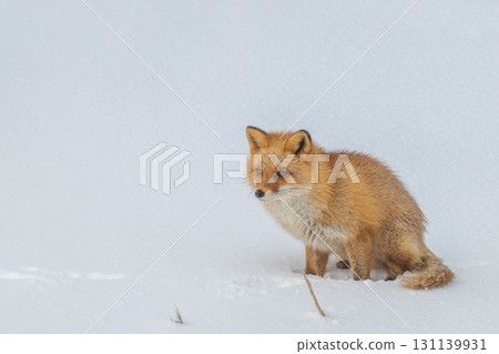 北方狐狸兄弟撐過了嚴冬 131139931