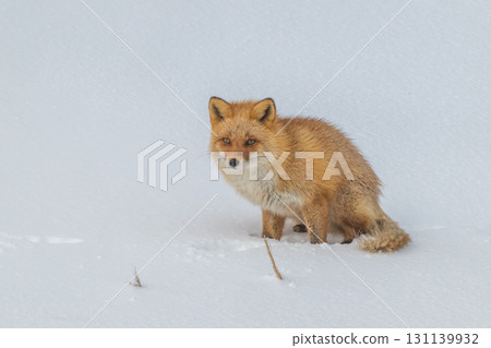 北方狐狸兄弟撐過了嚴冬 131139932