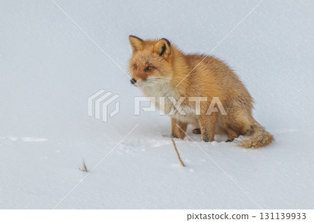 Northern fox brothers survive the harsh winter 131139933