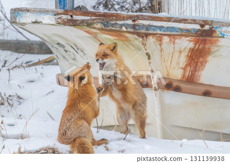 Northern fox brothers survive the harsh winter Northern fox brothers survive the harsh winter 131139938