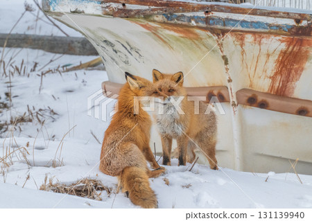Northern fox brothers survive the harsh winter 131139940