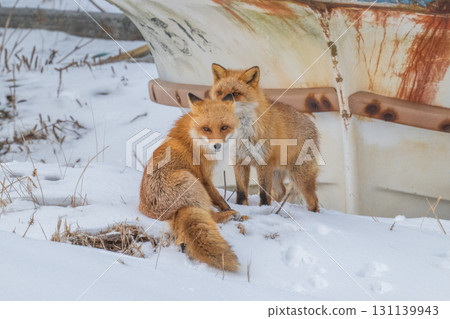北方狐狸兄弟撐過了嚴冬 131139943