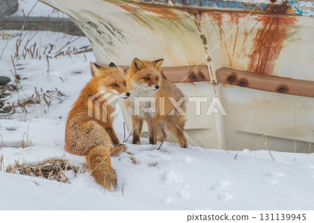Northern fox brothers survive the harsh winter 131139945