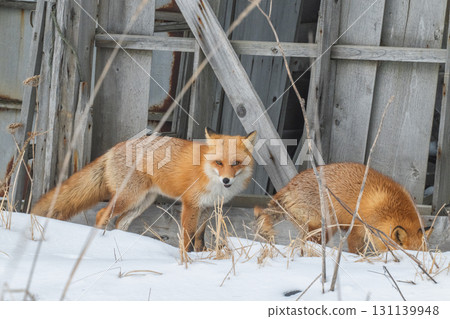 Northern fox brothers survive the harsh winter 131139948