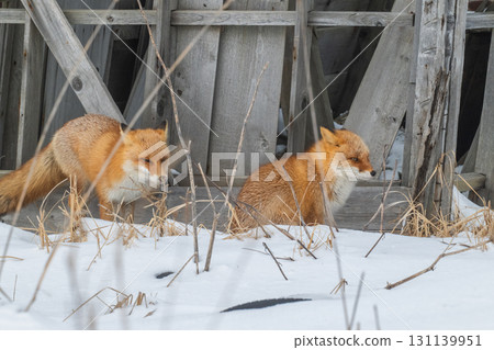 Northern fox brothers survive the harsh winter Northern fox brothers survive the harsh winter 131139951