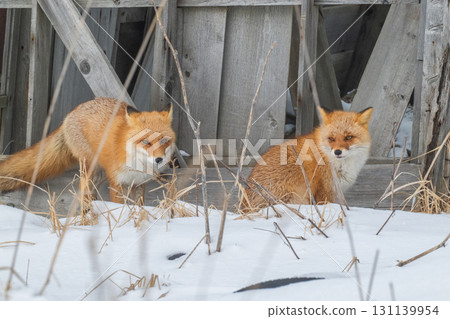 Northern fox brothers survive the harsh winter Northern fox brothers survive the harsh winter 131139954
