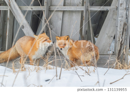 Northern fox brothers survive the harsh winter 131139955