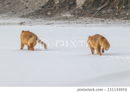 Northern fox brothers survive the harsh winter 131139958