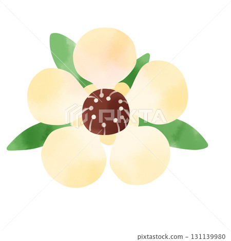 麥盧卡花和葉水彩插圖 131139980