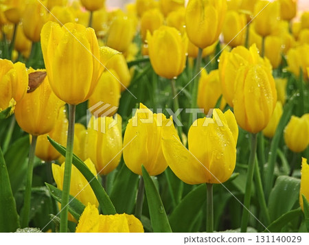 Rows of yellow tulips in a spring garden. Rows of yellow tulips in a spring garden. 131140029