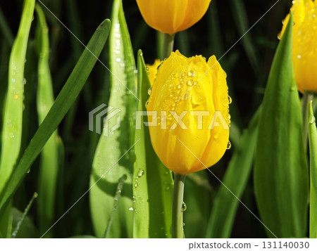Rows of yellow tulips in a spring garden. Rows of yellow tulips in a spring garden. 131140030
