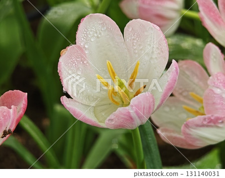 White with pink edges tulips in the garden. White with pink edges tulips in the garden. 131140031