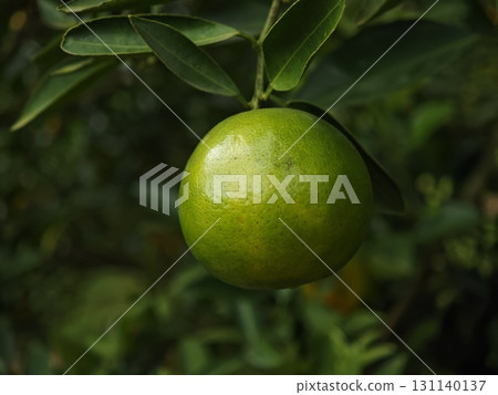 Ripe orange fruit in the garden. Ripe orange fruit in the garden. 131140137