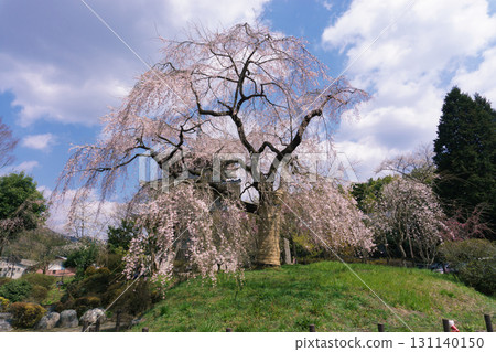 Weeping cherry blossoms at Josenji Temple in Miyazaki Prefecture 131140150
