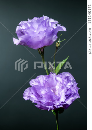 Close-up of a Purple Lisianthus Bloom with Water Drops Close-up of a Purple Lisianthus Bloom with Water Drops 131140171