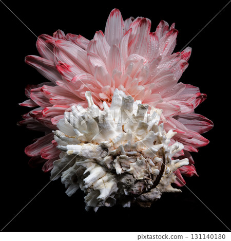 Still Life with Pink Chrysanthemum and Murex Shell 131140180