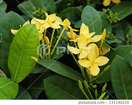 Yellow Ixoras, West Indian Jasmine Flower. 131140229