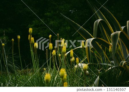 Torch lily flowers and broad-leafed plants in a serene garden setting. A vibrant image of Kniphofia flowers, featuring yellow blooms against a dark green backdrop, complemented by broad-leafed plants. 131140307