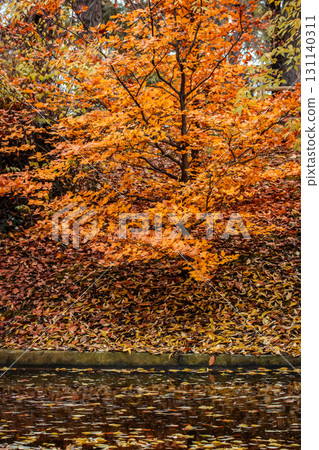 Autumn colors reflect in the tranquil water, a beautiful display of nature's artistry. A vibrant autumnal scene showcases a tree adorned with orange leaves in fall season. A parkland pond Vertical pic 131140311