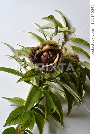 Chestnut chestnut Chestnut chestnut 131140343