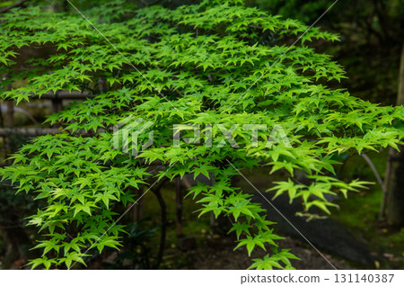 五月的依水園－古都奈良的庭園之美 131140387