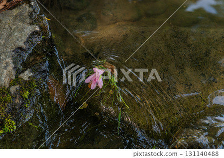 五月的依水園-古都奈良的庭園之美 五月的依水園-古都奈良的庭園之美 131140488