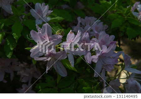 Isuien Garden in May - The Garden Beauty of the Ancient Capital of Nara 131140495
