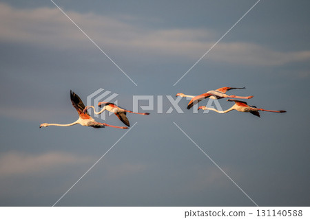 flying Flamingo at dawn pastel colors in middle of water pond Biguglia Corsica near Bastia Tall grasses on background flying Flamingo at dawn pastel colors in middle of water pond Biguglia Corsica near Bastia Tall grasses on background 131140588