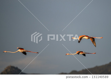 flying Flamingo at dawn pastel colors in middle of water pond Biguglia Corsica near Bastia Tall grasses on background flying Flamingo at dawn pastel colors in middle of water pond Biguglia Corsica near Bastia Tall grasses on background 131140589